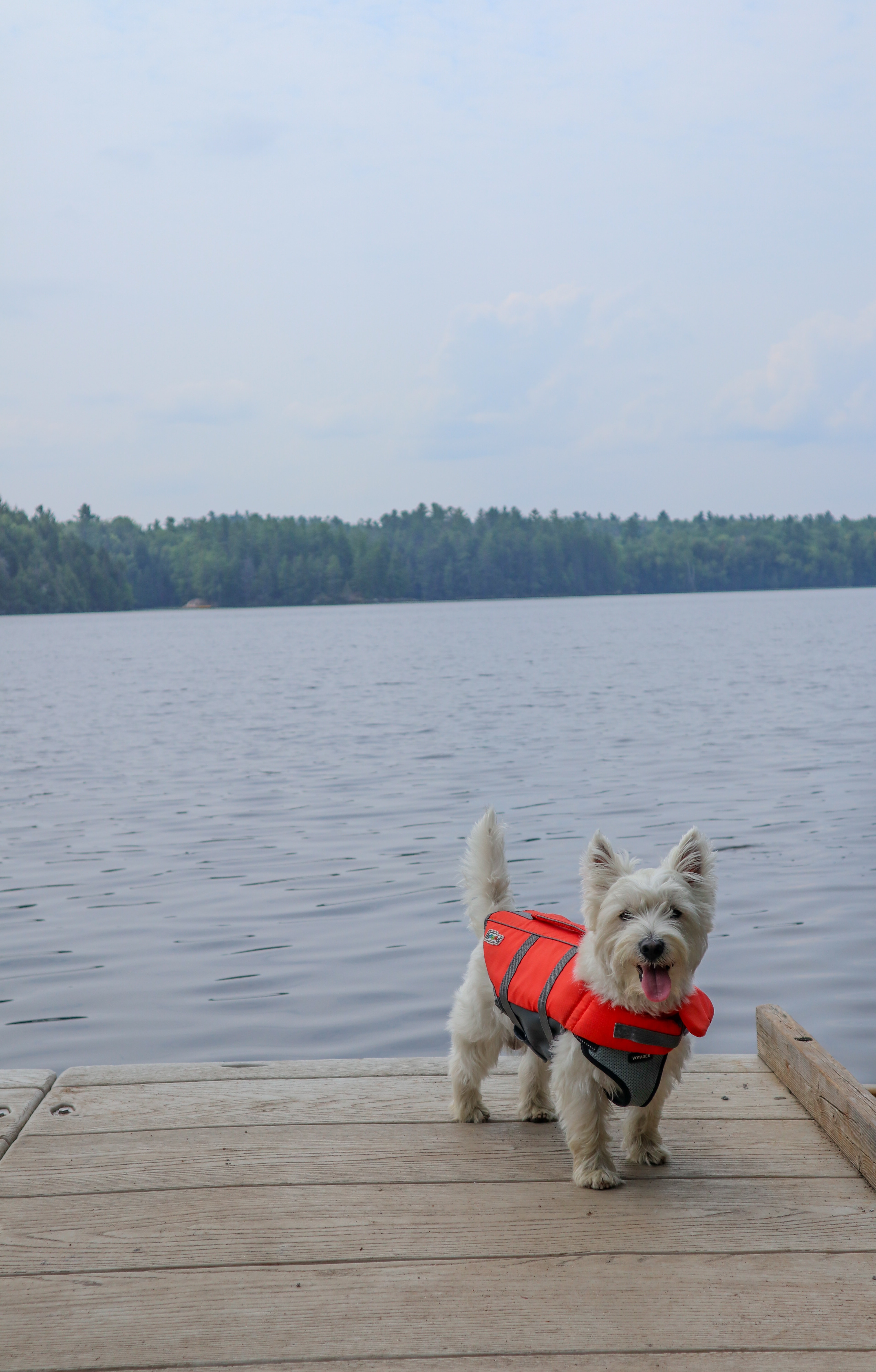 Chien avec un gilet de sauvetage